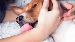 A girl holds her dog in her arms as it licks her hand.