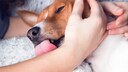 A girl holds her dog in her arms as it licks her hand.
