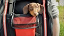 Dog Sits in Backpack