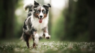 These dog breeds are not for beginners