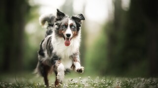 These dog breeds are not for beginners