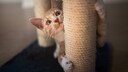 Cat scratches the scratching post.