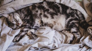 Cat with a small potbelly sleeps snuggled up comfortably