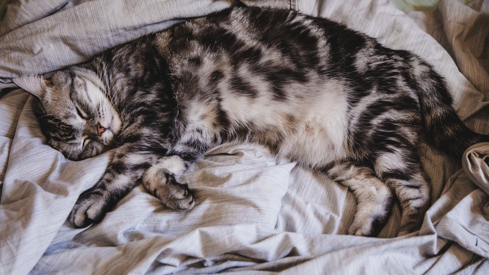 Cat with a small potbelly sleeps snuggled up comfortably