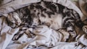 Cat with a small potbelly sleeps snuggled up comfortably