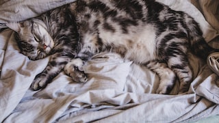 Cat with a small potbelly sleeps snuggled up comfortably