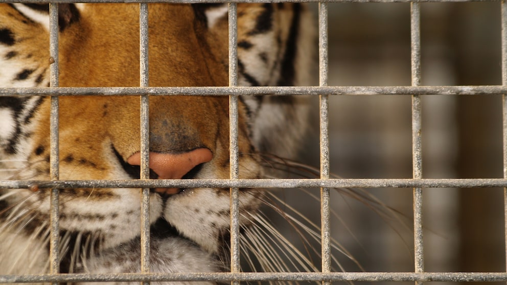 Bengal Tiger Behind Bars