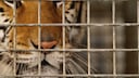 Bengal Tiger Behind Bars