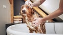 Dog Gets Washed