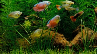 The Best Plants for Aquariums