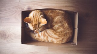 Cat Curled Up in a Box