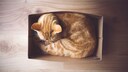 Cat Curled Up in a Box
