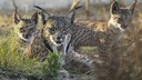 Three Iberian lynxes in the wild