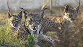 Three Iberian lynxes in the wild