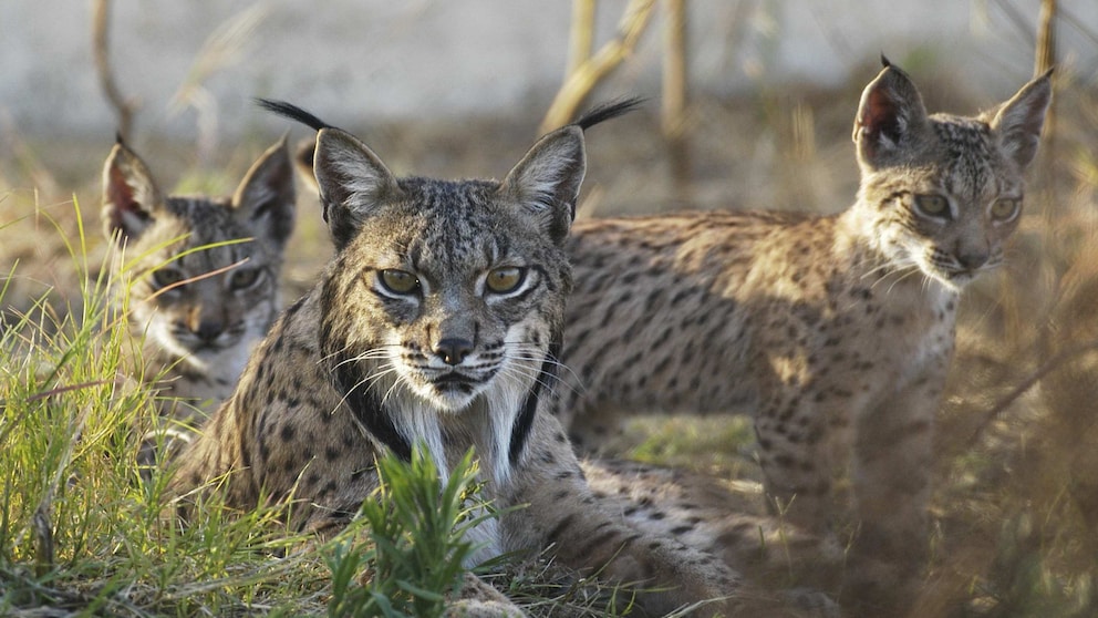 Three Iberian lynxes in the wild