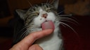 A cat licks a human's finger