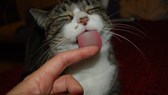 A cat licks a human's finger