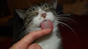 A cat licks a person's finger