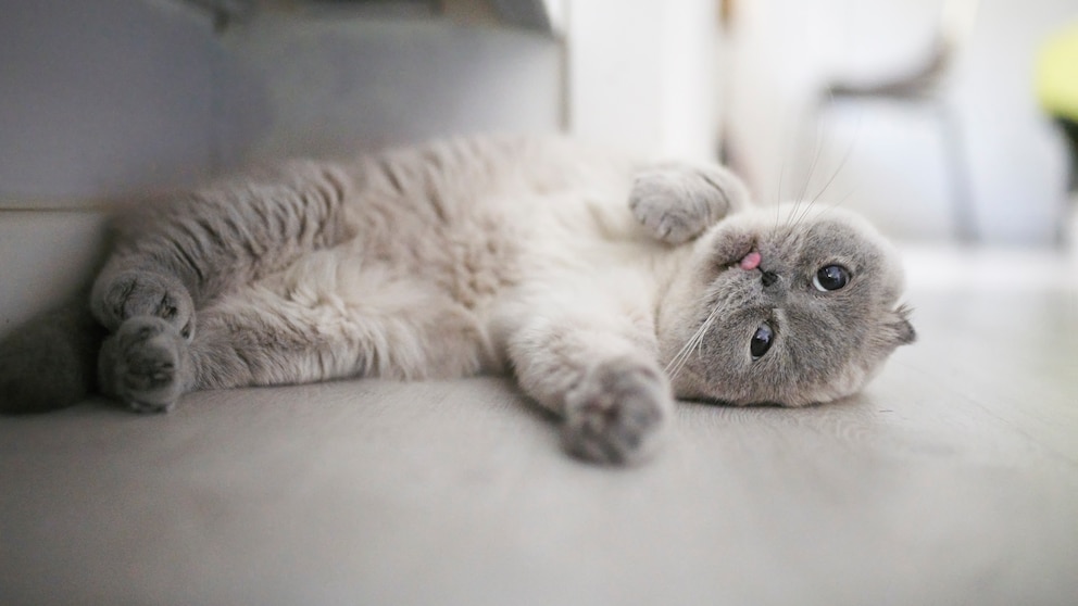 Scottish Fold Breeding Controversies