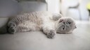 Scottish Fold Breeding Controversies