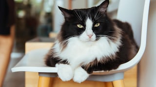 Cat With White Paws