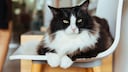 Cat With White Paws