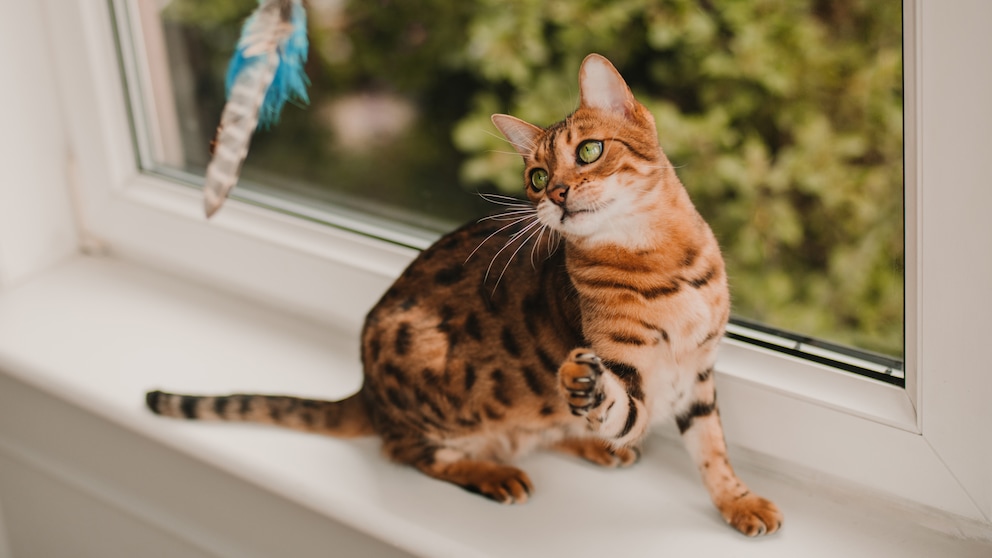 Bengal cat plays on the windowsill