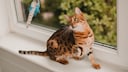 Bengal cat plays on the windowsill