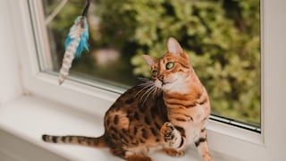 Bengal cat plays on the windowsill