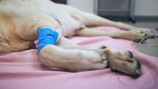 Dog on the Examination Table at the Veterinarian
