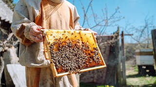 A beekeeper displays bees on a honeycomb.