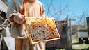 A beekeeper displays bees on a honeycomb.
