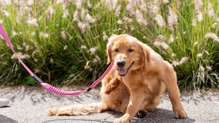 Dog scratches itself on a walk