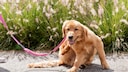 Dog scratches itself on a walk