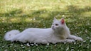 Turkish Angora