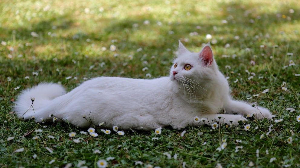 Turkish Angora