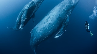 Humpback Whale
