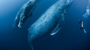 Humpback Whale