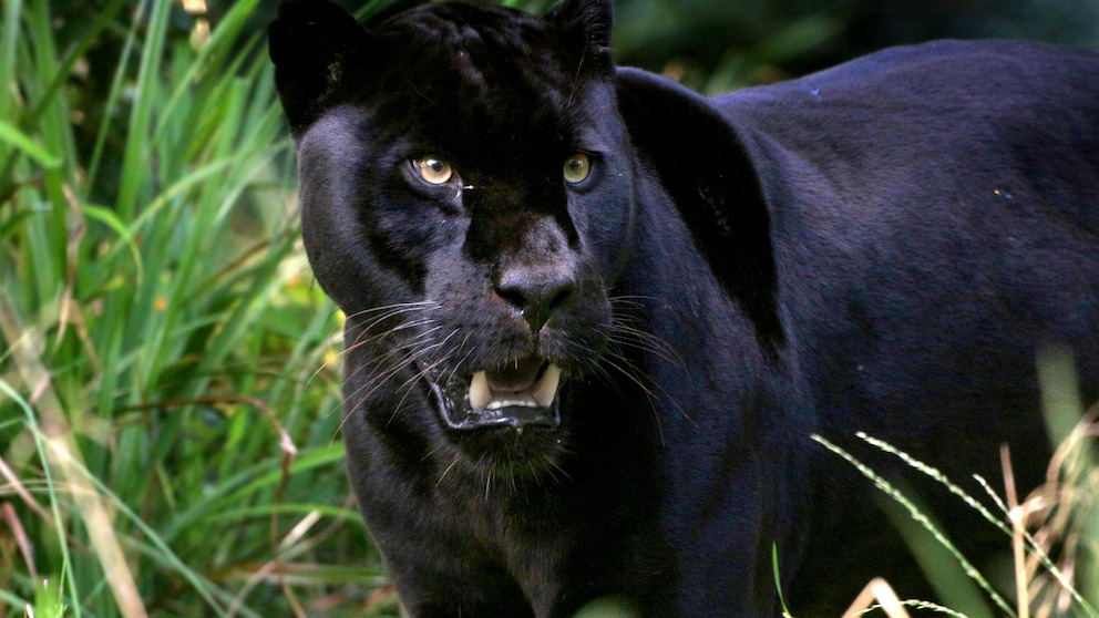 A black leopard is often also called a black panther.