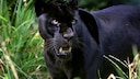 A black leopard is often also called a black panther.