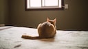 A cat sits on the bed with its back to the viewer.