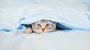 Cat peeks out from under the comforter