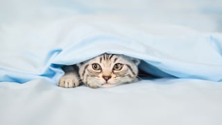 Cat peeks out from under the comforter