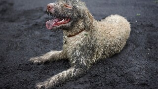 Dog in the Mud