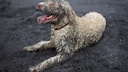 Dog in the Mud