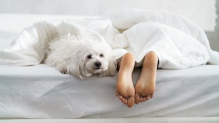 Dog lies at the foot of the bed, where only one person is lying.