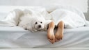 Dog lies at the foot of the bed, where only one person is lying.