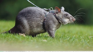 Hamster on a harness and leash in a meadow