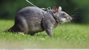 Hamster on a harness and leash in a meadow