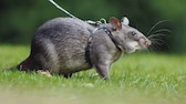 Hamster on a harness and leash in a meadow